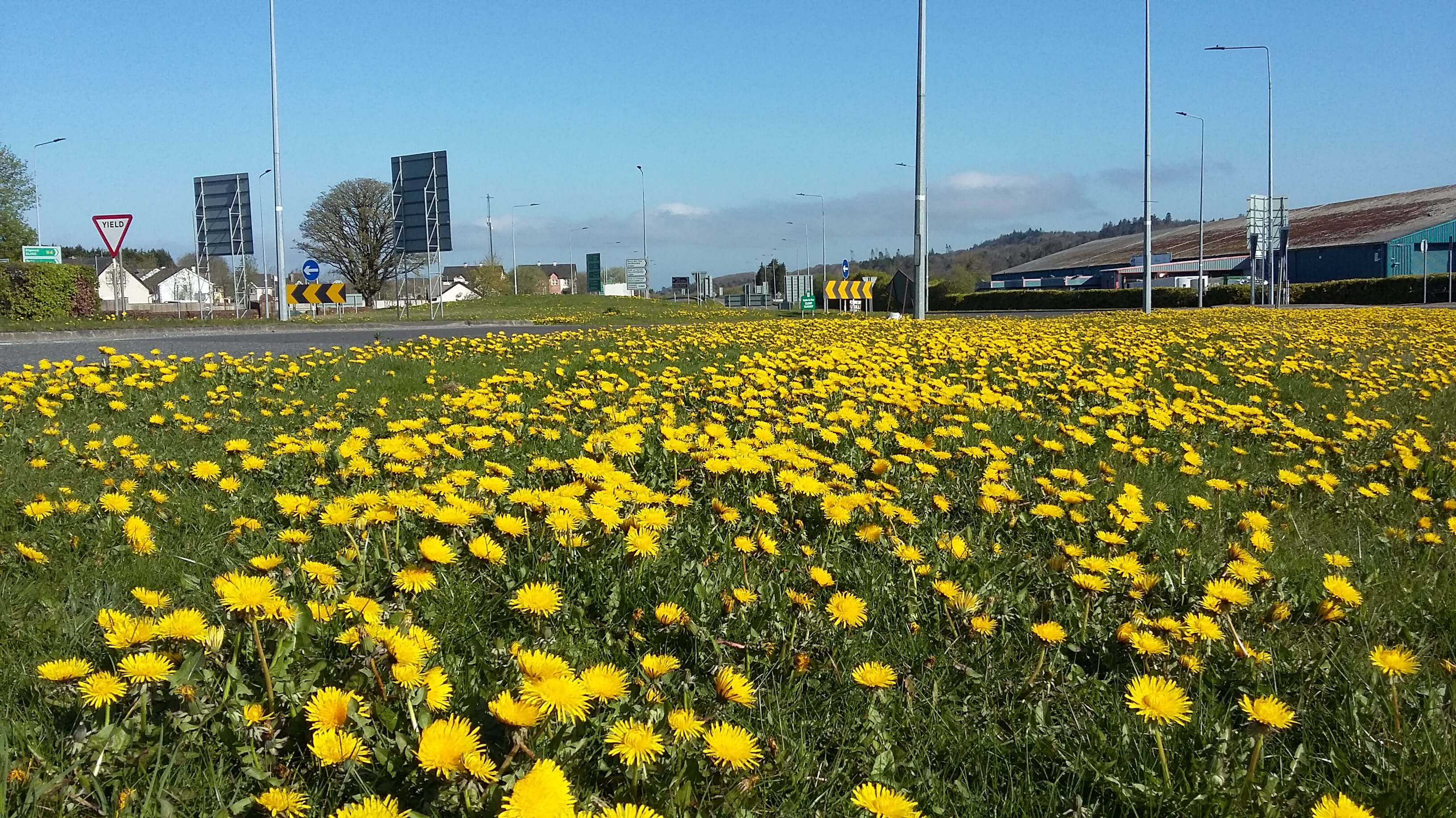 Dandelions  